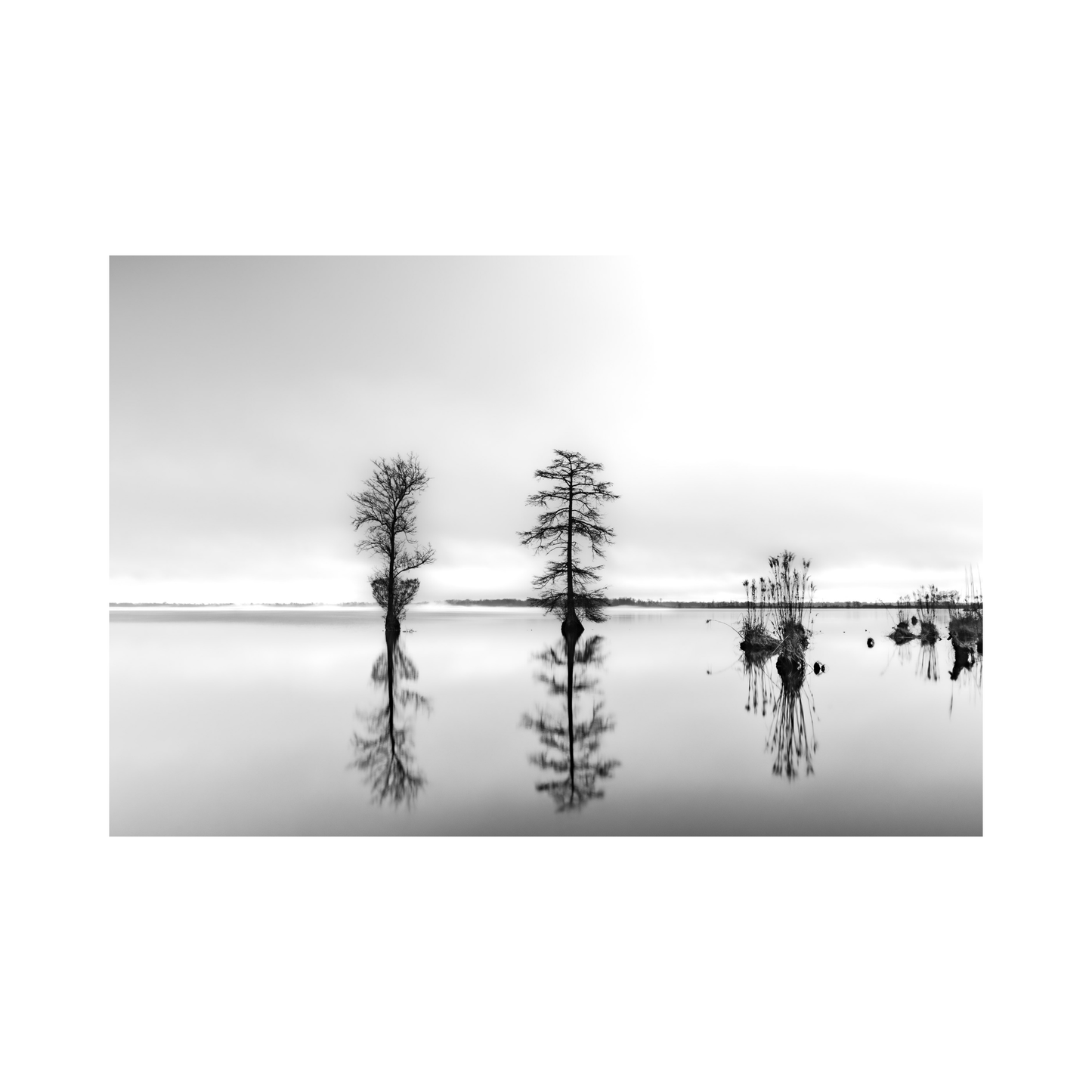 Cypress